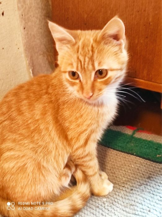 Гарненькі котики