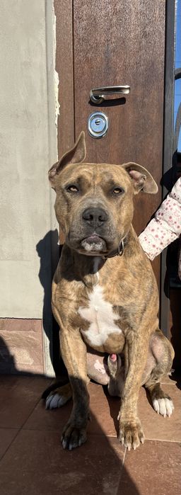 стаффордширский терьер ( амстаф )