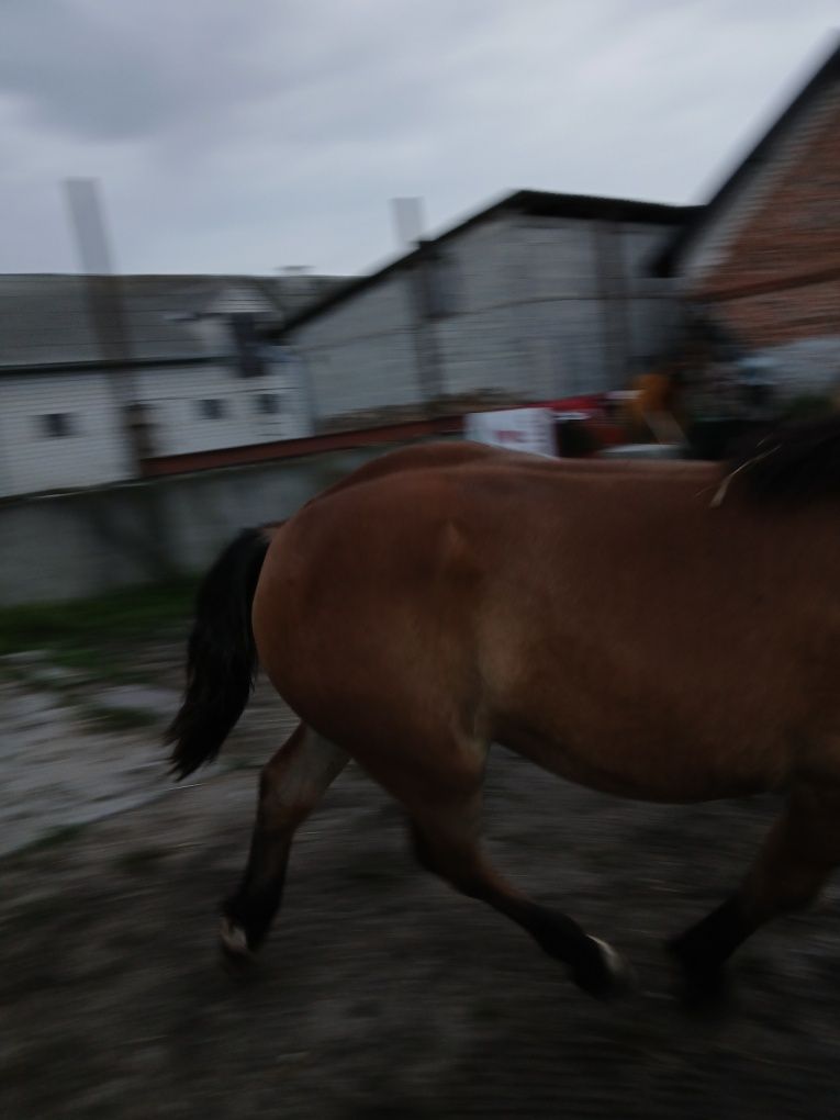 Klaczki i ogerek zimnokrwiste sokólskie