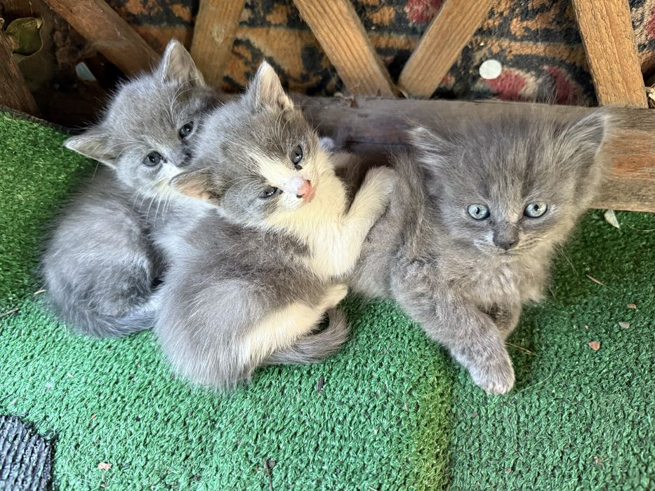 Віддам котиків в добрі руки