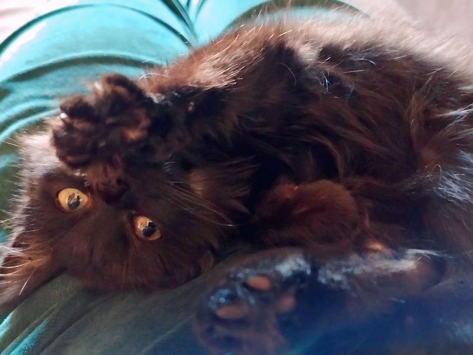 Кошеня дівчинка  котенок