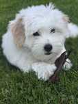 Szczeniak (FCI) Coton de Tulear - chłopiec, włos