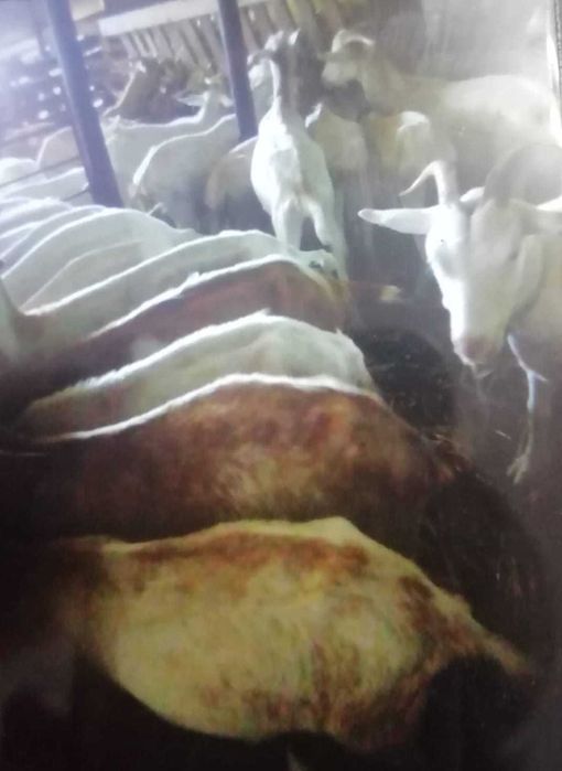 Vende-se rebanho de cabras cruzadas Saanen com Florida
