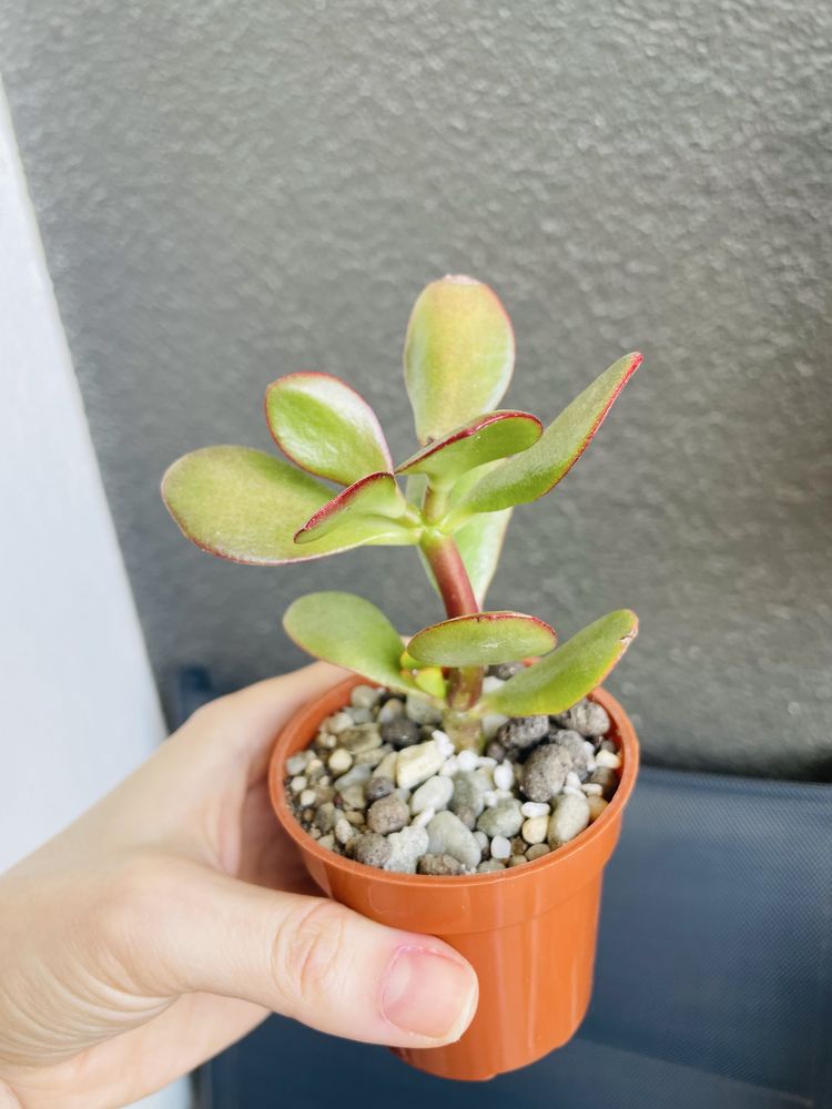 Grubosz Crassula Sunset sukulent drzewko szczescia