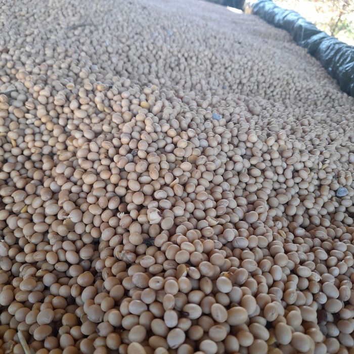 Sprzedam nasiona Soja odmiana Abaca