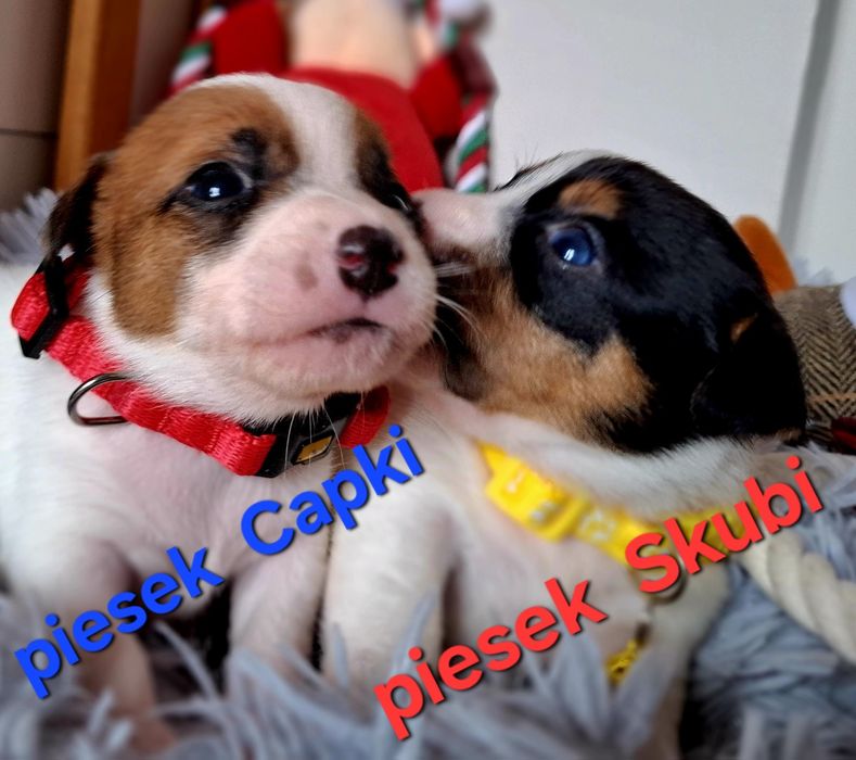 Piesek Jack Russell odbiór  9 listopada 2025r RODZICE W HODOWLI