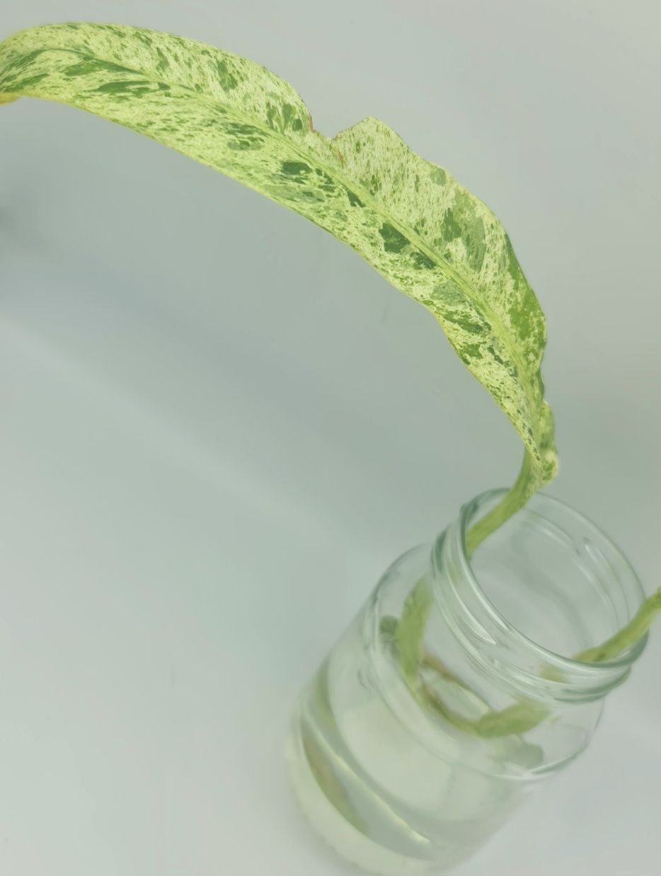 Epipremnum Gigsnteum marble variegata,podwójna pędówka