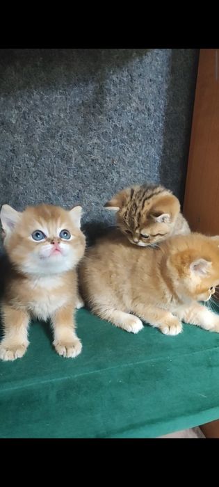 Золоті британчики