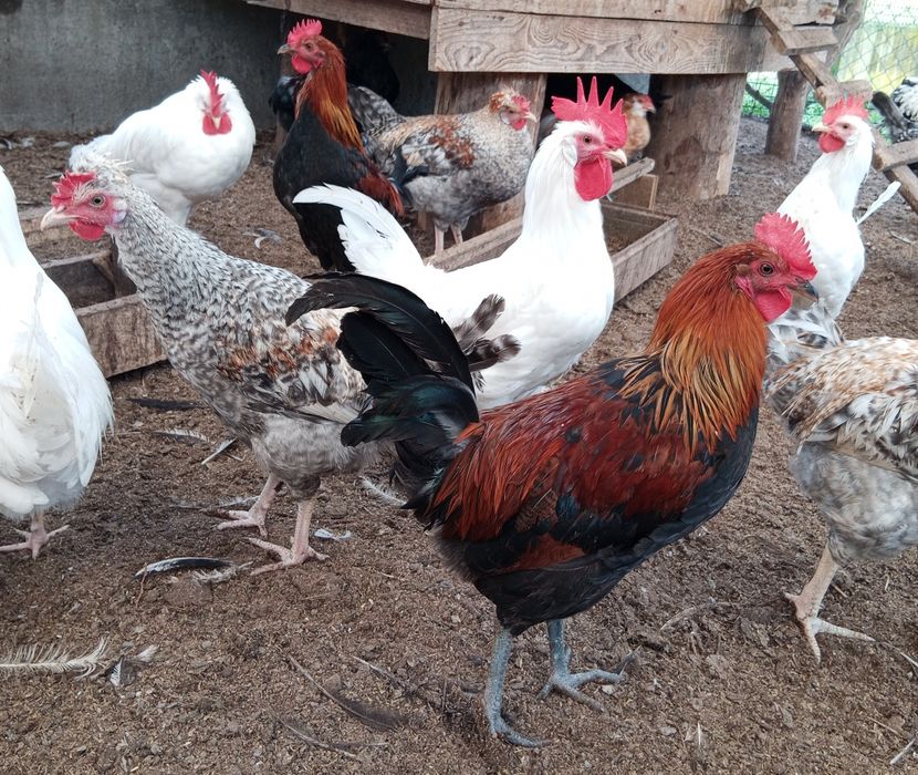 Koguty leghorn, legbar cream, wyandotte srebrnołuskowanej, zielononóż