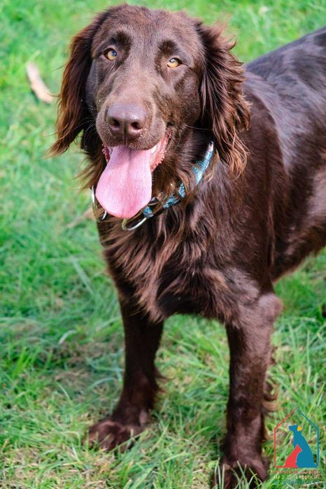 Piękna, duża w typie rasy, pełna radości życia i miłości do ludzi