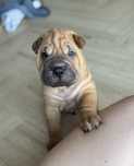 Piesek szczenię rasy shar pei z rodowodem