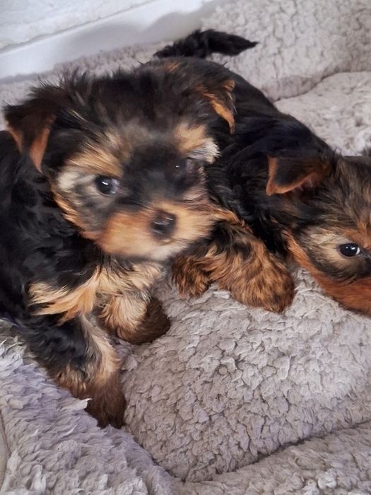 Yorkshire terrier MINI