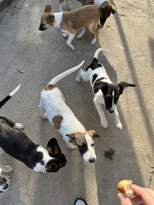 Отдадим щенков в хорошие руки