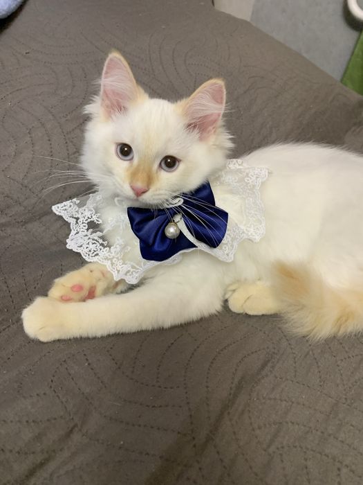 Маскарадные малыши крем поинт