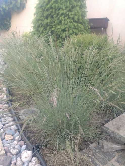 Продам костриця (овсяница, фестука) Готье та кострицю сизу.