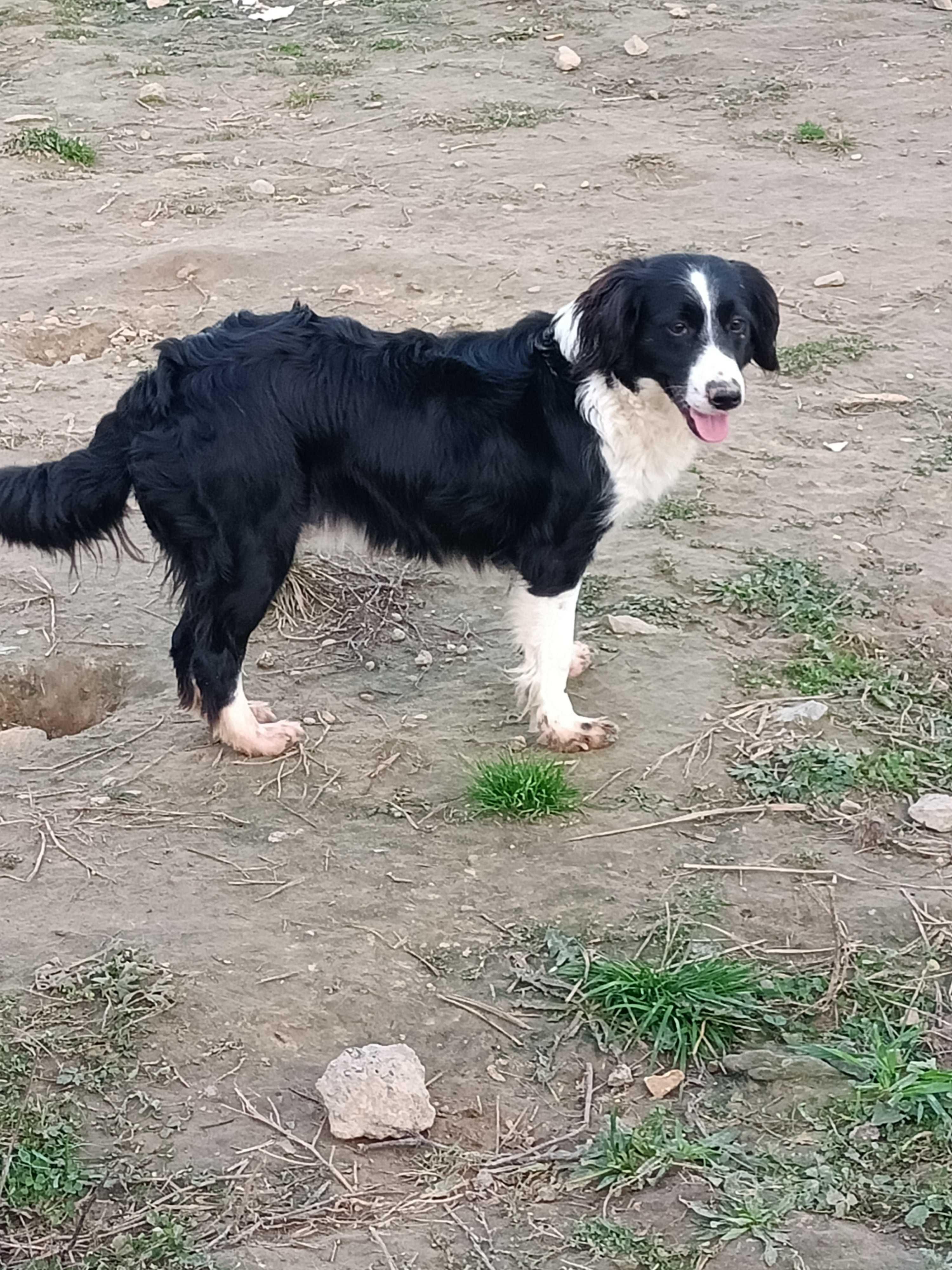 Border Collie pies I BLU Merle TRI Color