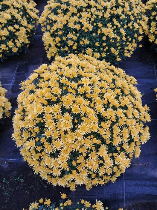 Chryzantemy drobnokwiatowe WYPRZEDAŻ