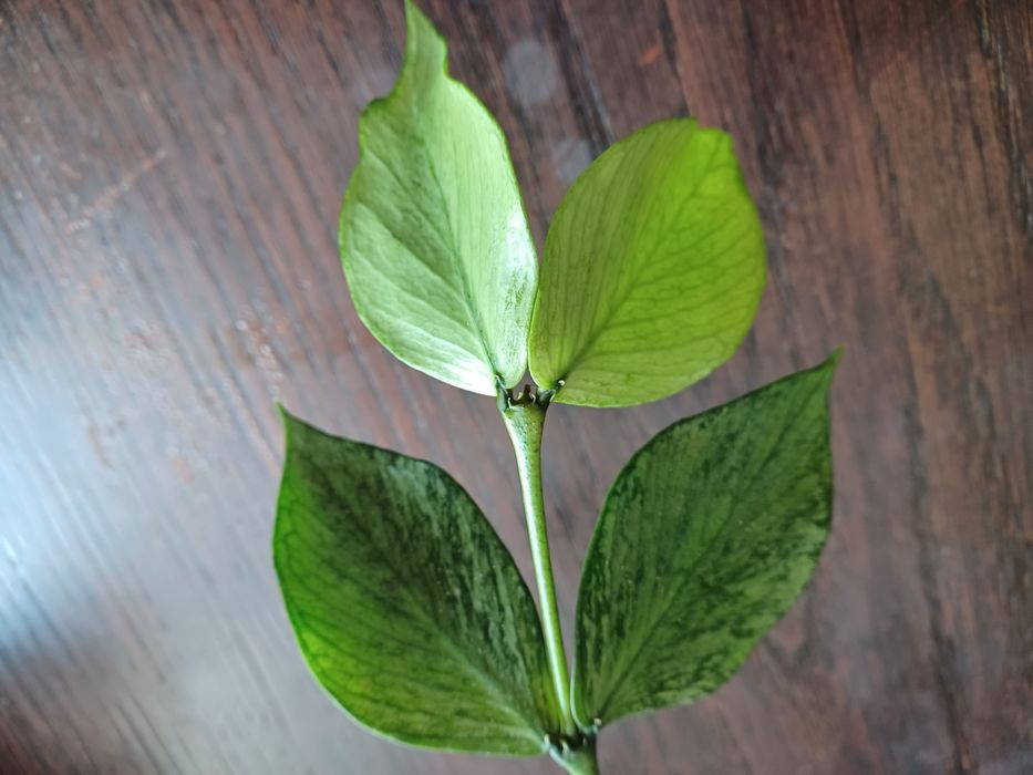 Hoja polyneura broget cięta