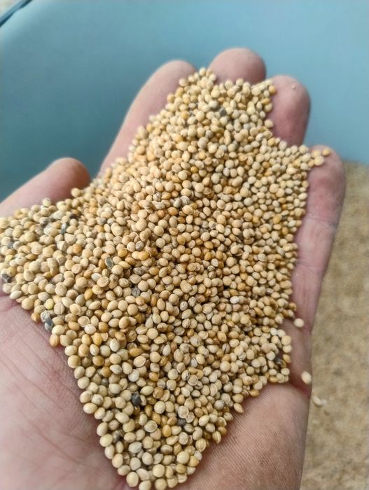 Proso Ekologiczne z Kwalifikatu! Możliwa wysyłka!