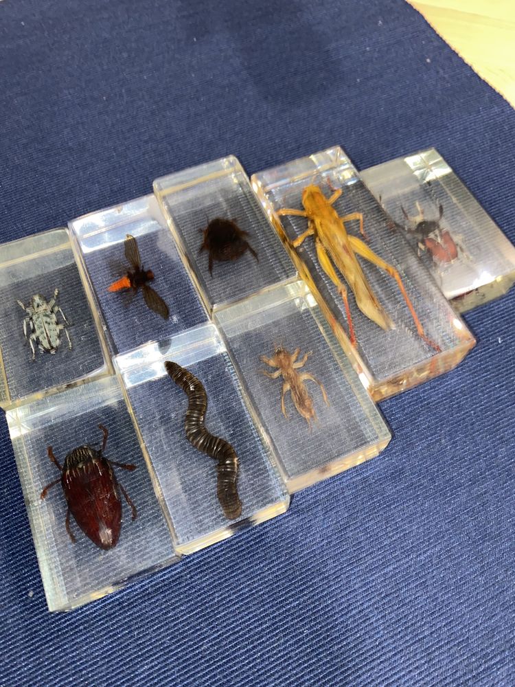 Coleção insetos embalsamados