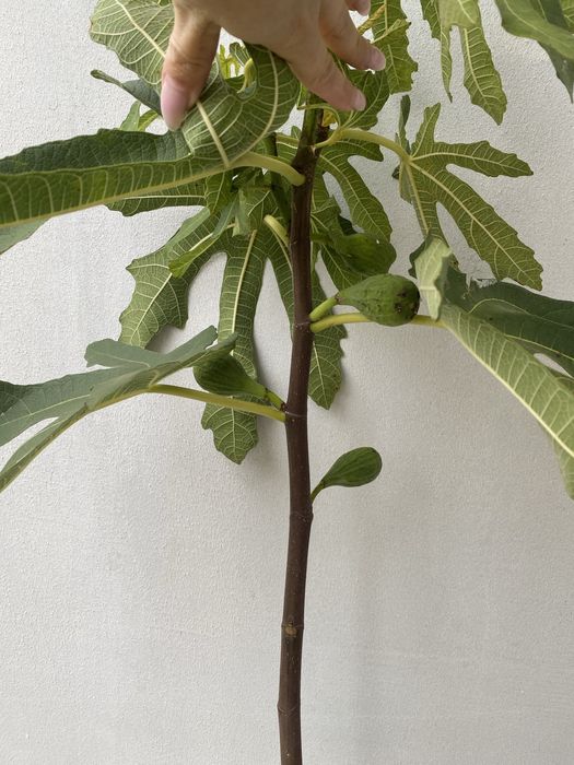 Инжир Далматский