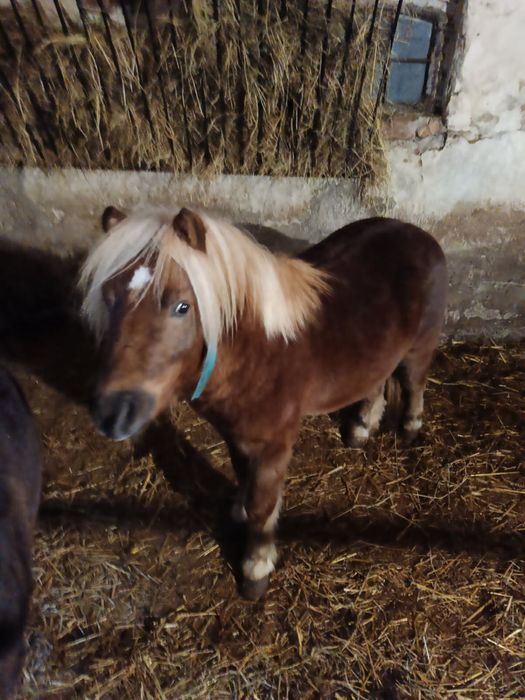 Sprzedam kuce szetlandzkie