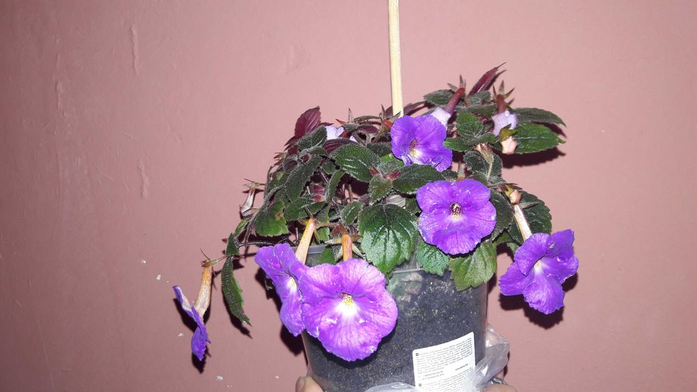 Цветы комнатные ахименес