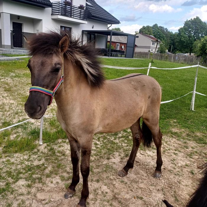 Sprzedam ogierka konika Polskiego