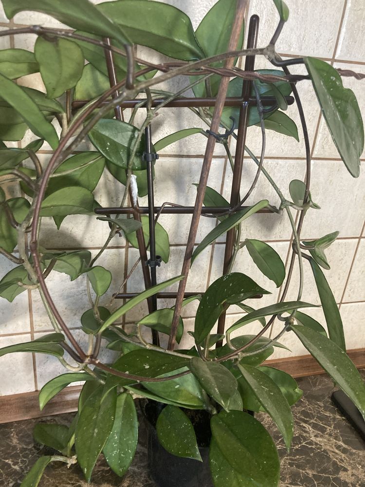 Hoya carnosa - duża roślina - pięknie kwitnie