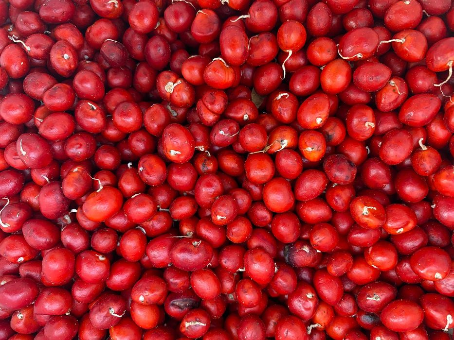 Насіння Магнолії Суланжа Ленней та Кобус 100 шт.