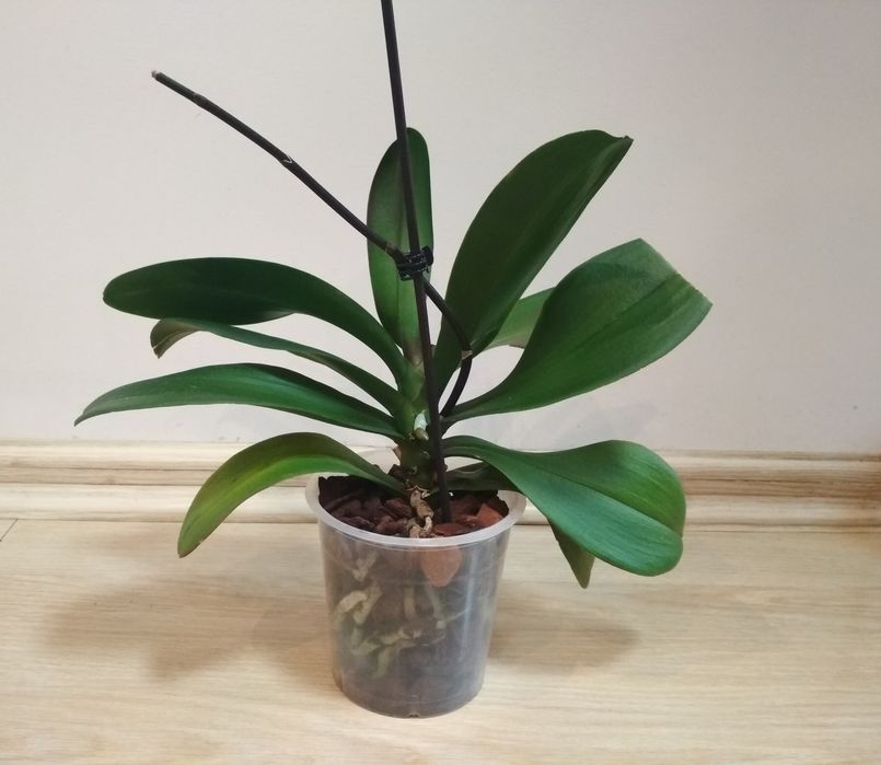 Орхидея фаленопсис, пелор Стелленбош