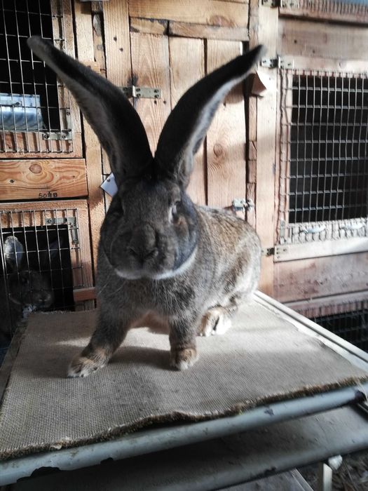 Olbrzym Belgijski Szary samiec