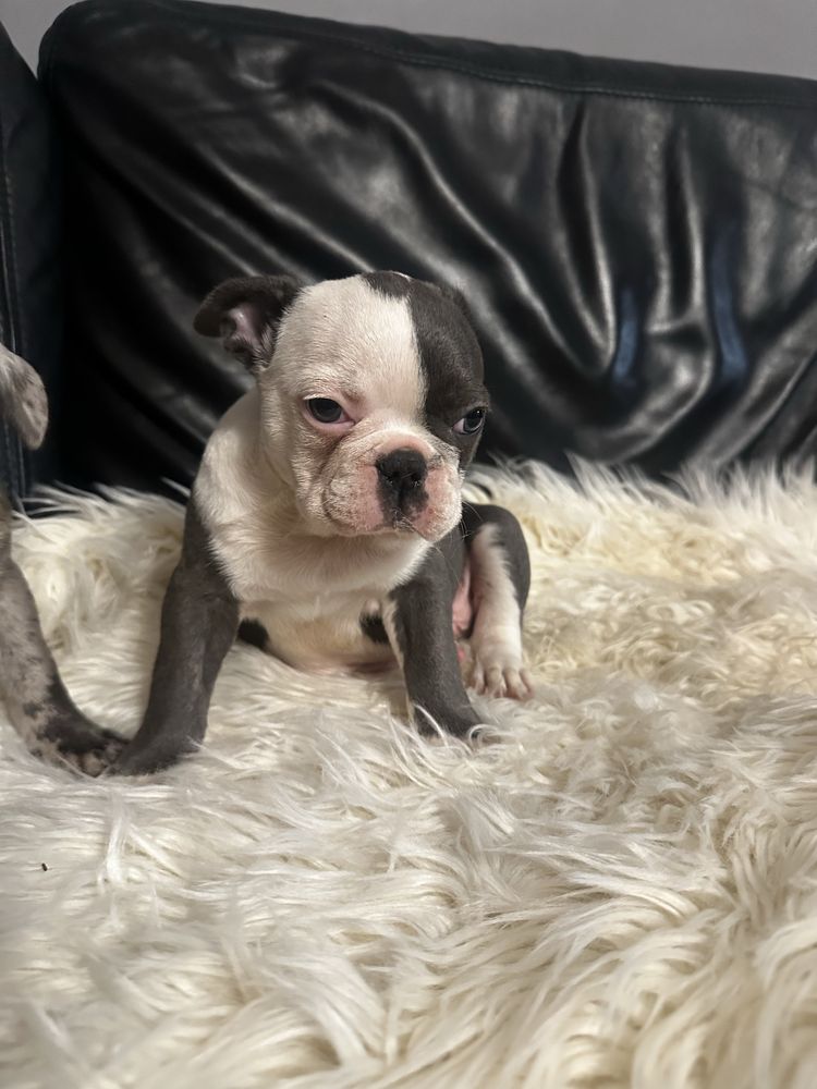 Buldog francuski blekitny chlopak
