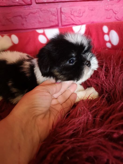 ** SUCZKA **Shih tzu szczeniaczek. Z domowej hodowli. Zapowiedz miotu.