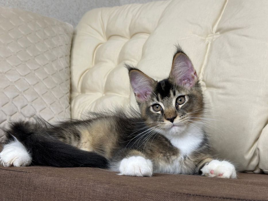 Las Vegas-kocurek Maine Coon