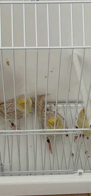 canários - varias raças de canários