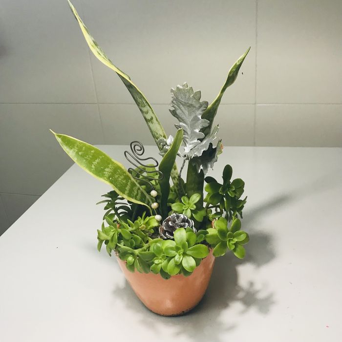 Suculentas em vaso para natal