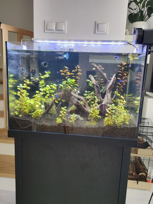 Akwarium 120 l z panelem filtracyjnym, szafką, w pełni wyposażone