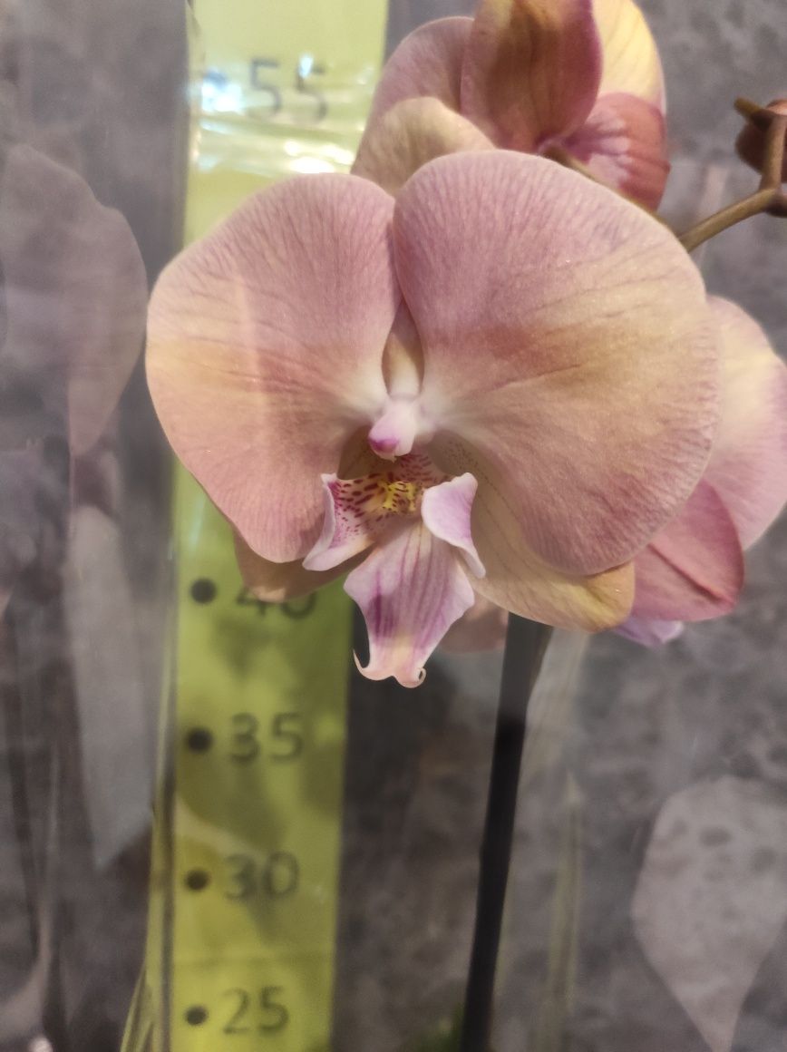 Орхидея,   уценка, на подарунок