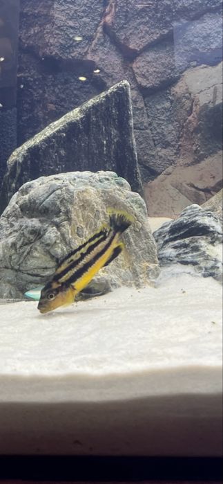 Melanochromis auratus