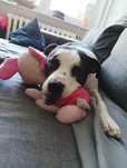 Pako w typie Amstaff szuka domu