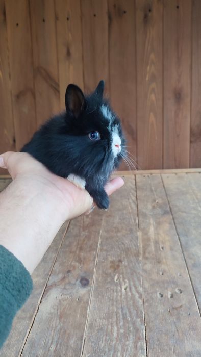 Królik króliki miniaturka miniaturki Teddy