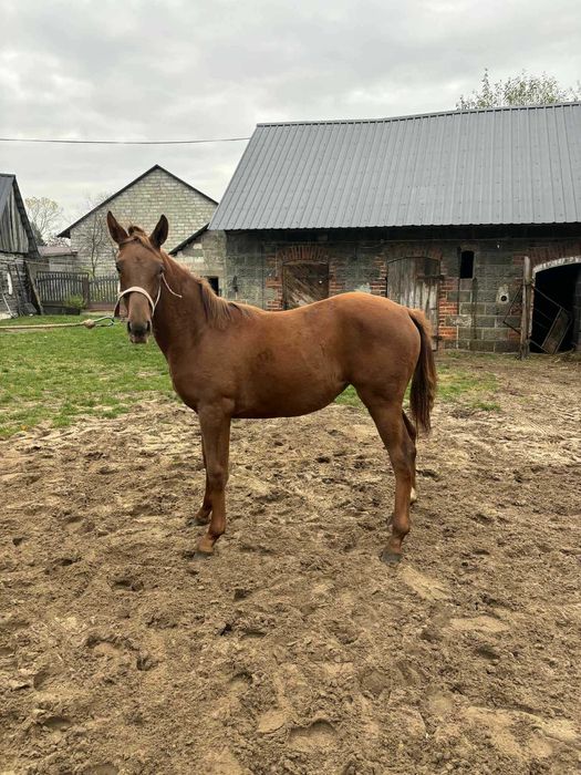 Klaczka wlkp Lady Secret