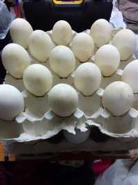 Гусячі яйця інкубаційні порода легард