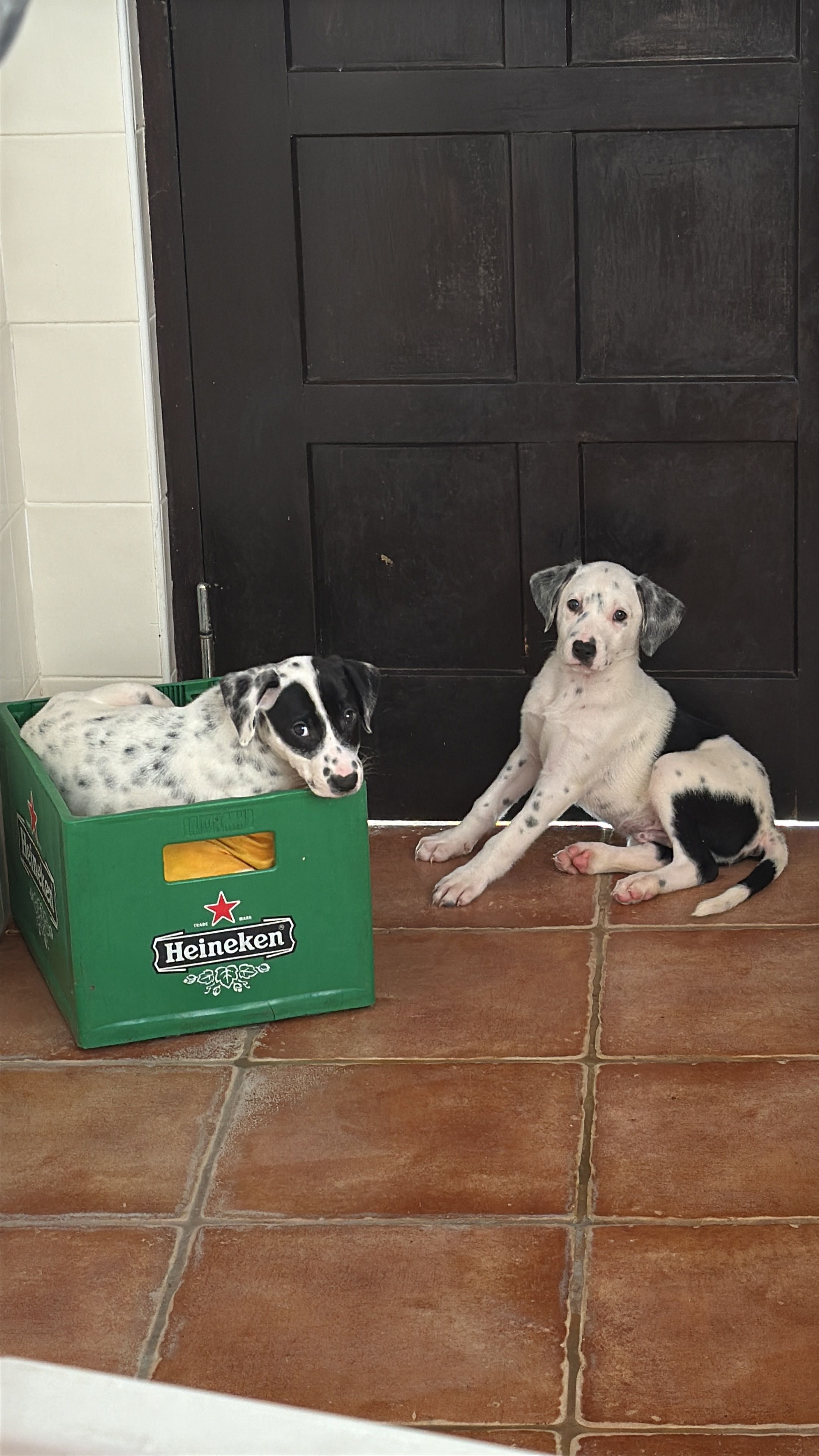 Cães cruzados Border Collie com Dálmata para adoção responsável