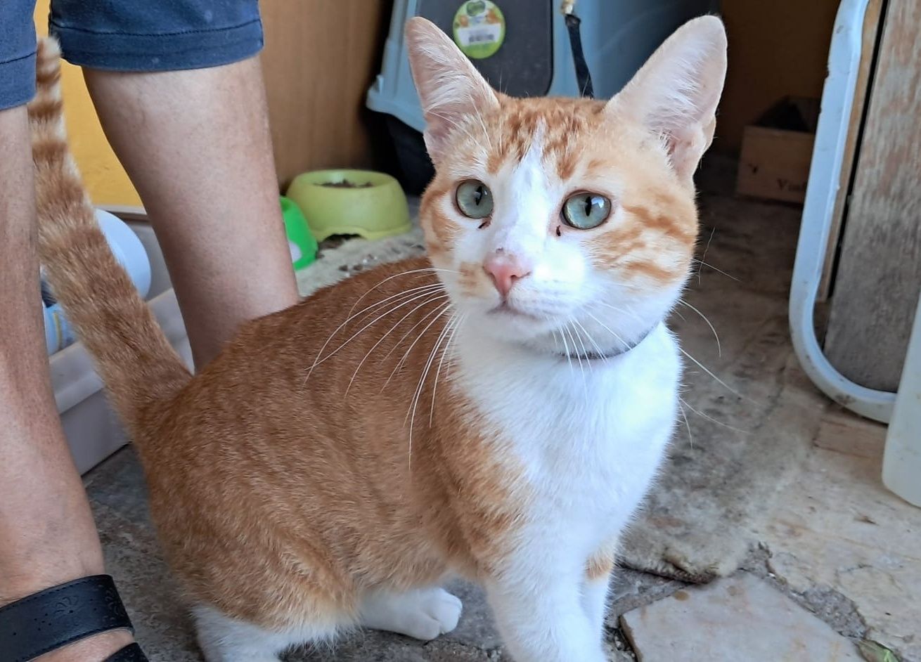 Simba - gato jovem para adoção
