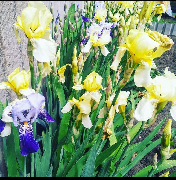 Продам цветы из сада