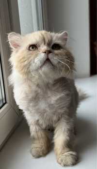 Персидській котик метис кіт бузкоштовно