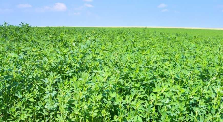 Продам кормововую зелень для животных.