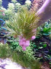 Blyxa japonica roślina akwariowa